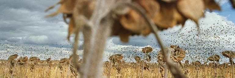 Blackbirds (detail), from My Dakota, 2005–11. Rebecca Norris Webb (American, born 1956). Type- C Photographic Print, 26 x 35 ½ in. Courtesy of the artist.