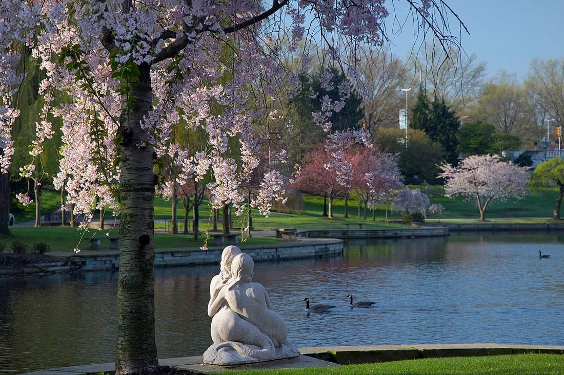The Cleveland Museum of Art's Fine Arts Garden with a sculpture of two mermaids next to a blooming cherry blossom tree looking over water.