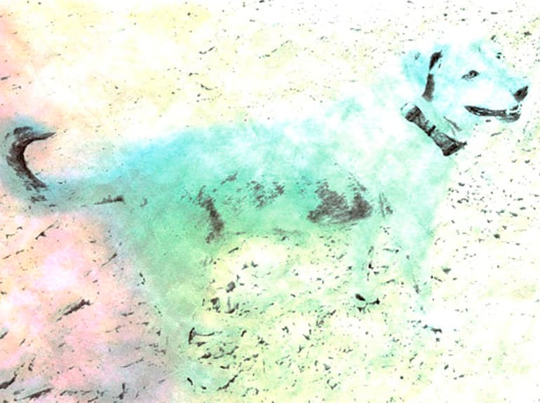 Poppy, 2014. Paul Shambroom. Pigmented inkjet print on paper. Courtesy of the artist